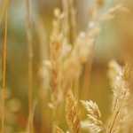 MP18(Manhattan/2021)